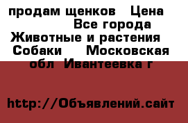 продам щенков › Цена ­ 15 000 - Все города Животные и растения » Собаки   . Московская обл.,Ивантеевка г.